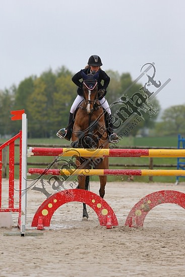 AS7V1017.jpg Samedi 6 au Lundi 8 Mai 2017 - CFA d'Yvetot - CSO Chevaux Sophie LEROY,Prince Des Etisses,