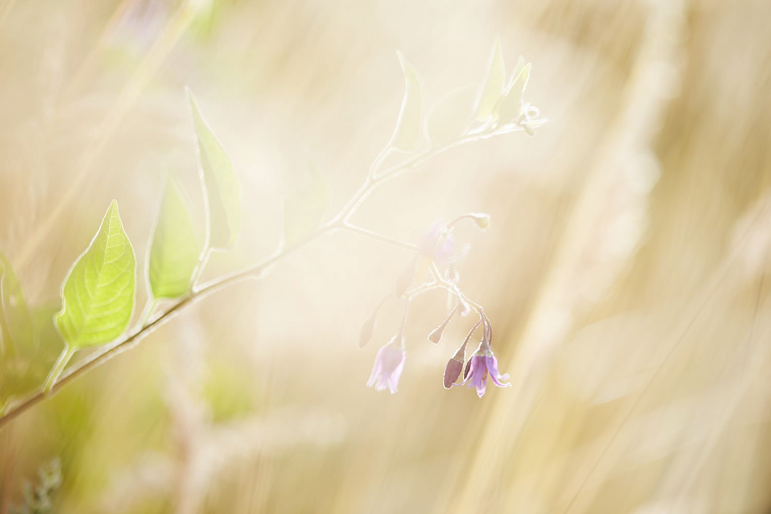 Un soir d'été