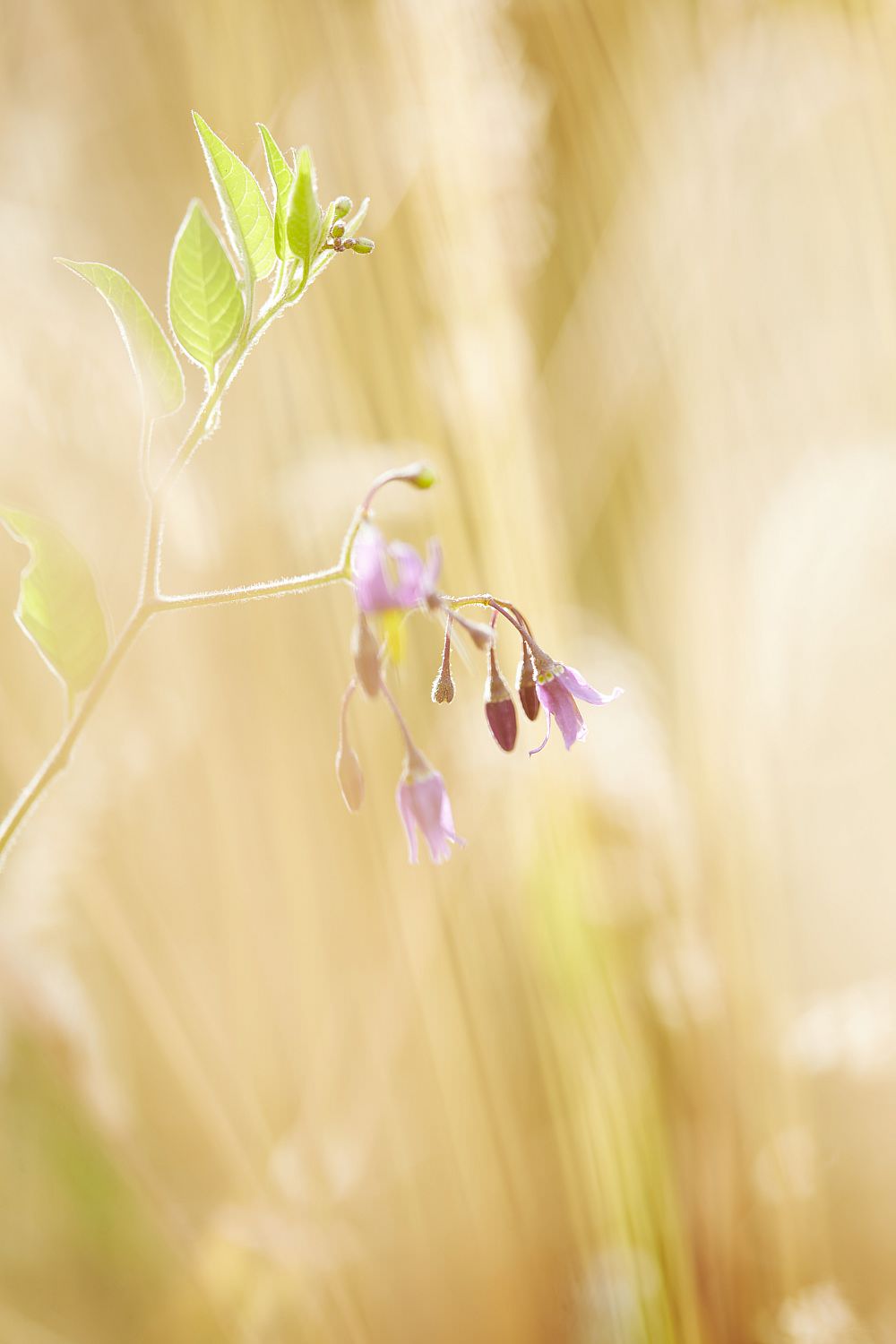 Un soir d'été