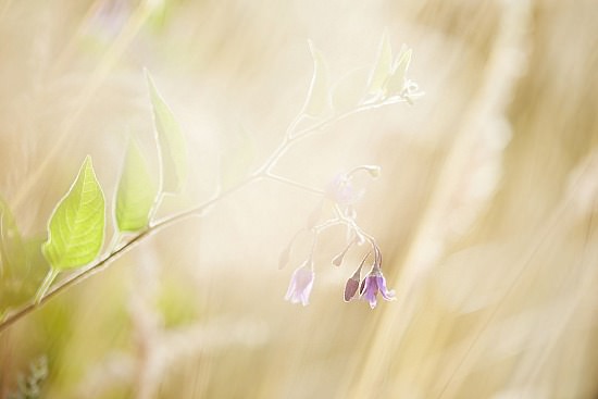 Un soir d'été