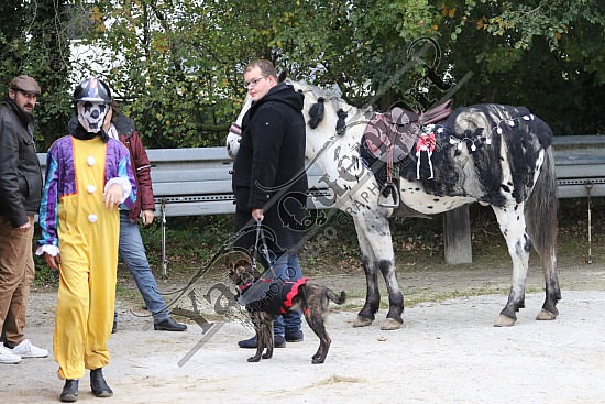 OD6A9844.jpg 20 Octobre 2019 : Ecurie du Val - Equifun Club & Poney 