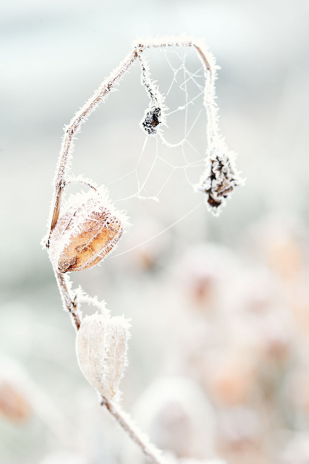 Lanterne japonaise en hiver