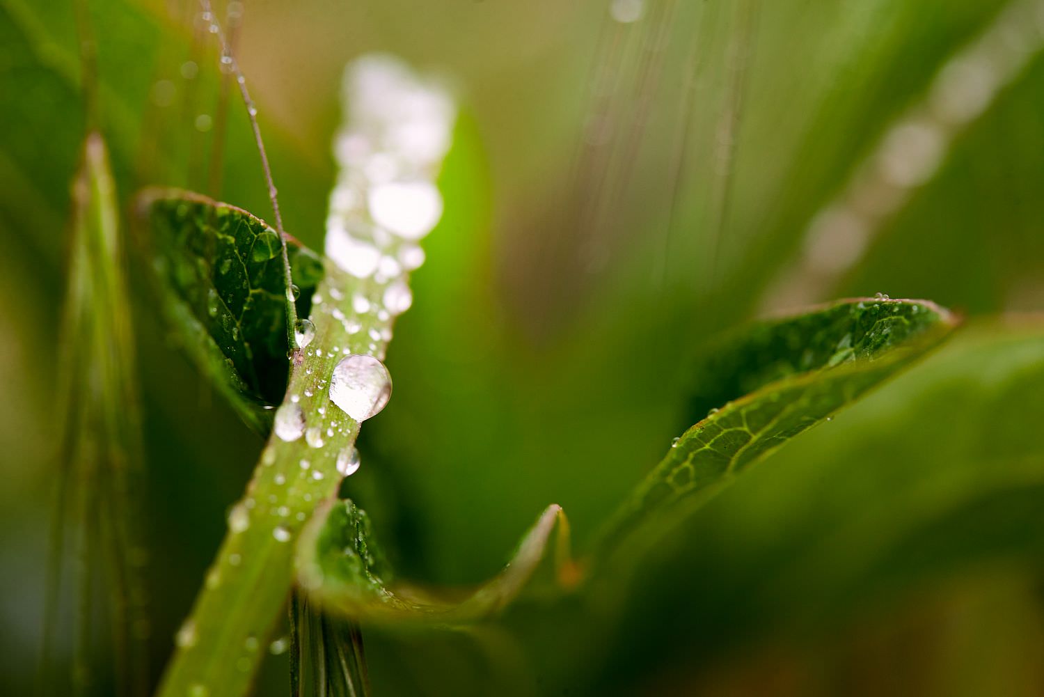 Après la pluie