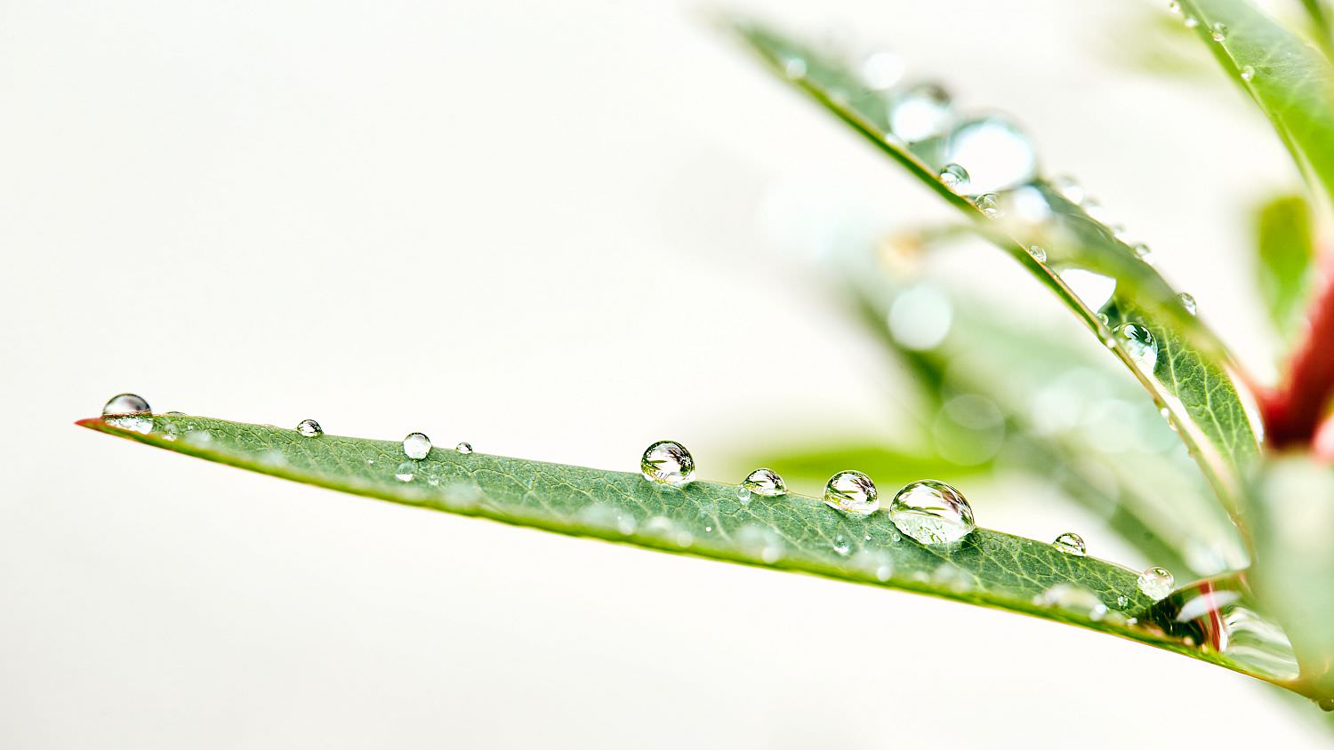 Après la pluie