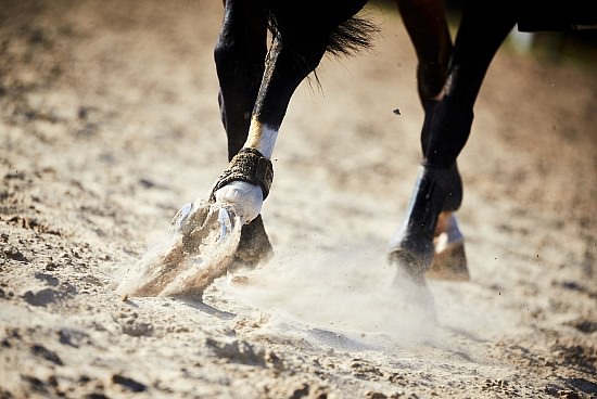 cheval, chevaux, equestre, equestrian, exterieur, horse, outdoor, cheval