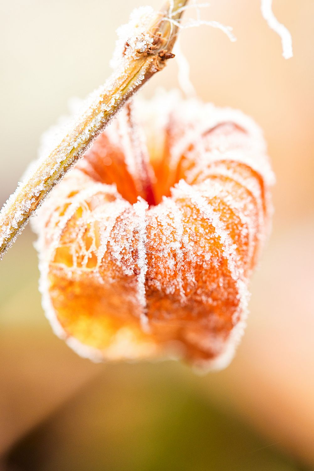 Lanterne japonaise en hiver