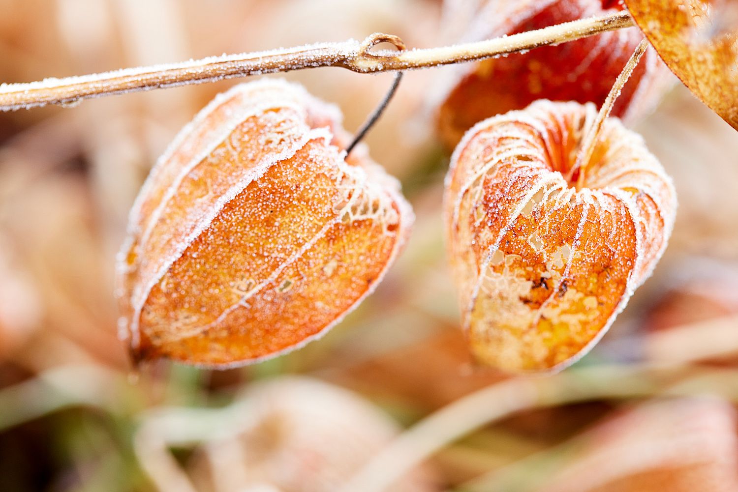 Lanterne japonaise en hiver