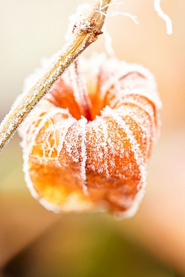 Lanterne japonaise en hiver