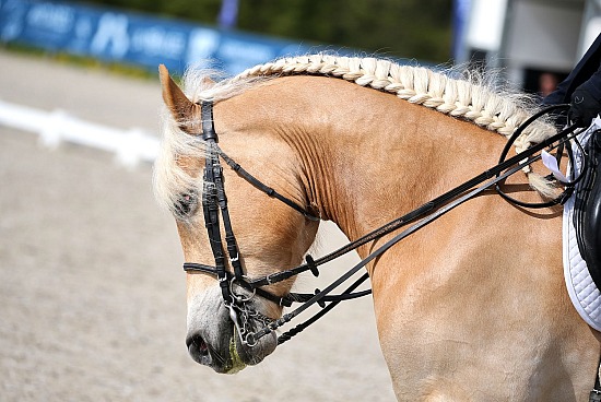 16 Avril 2023 : Ecuries Lefebvre, Quincampoix - Dressage