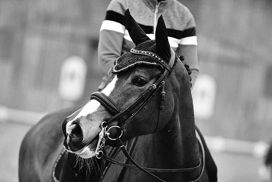 26 Janvier 2025 : Chevalerie de la Bretèque - Dressage