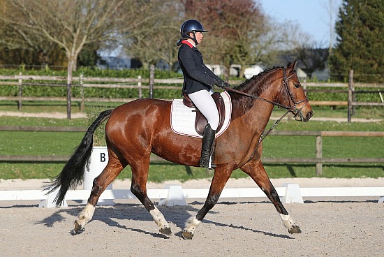 30 Mars 2025 : CFA d'Yvetot - Dressage