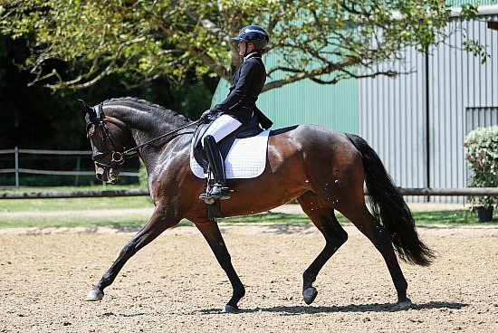 9-10-11 Mai 2025 : Ecuries D&M Dress, Vatteville - Dressage Amateur, Pro