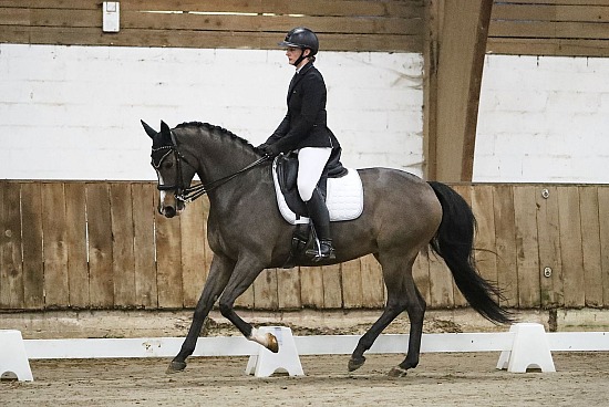 16 Novembre 2025 : Chevalerie de la Bretèque - Dressage