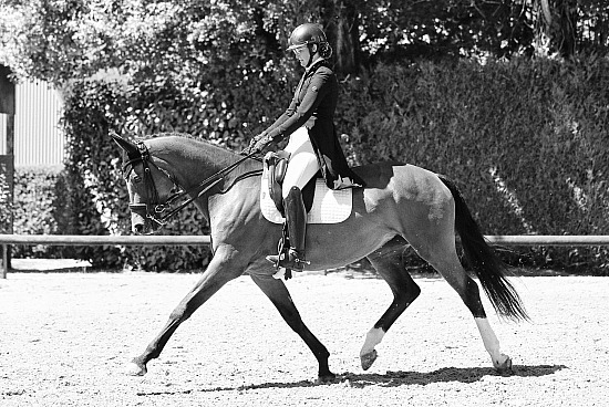 7-8-9 Aout 2026 : Ecuries D&M Dress, Vatteville - Dressage Amateur, Pro