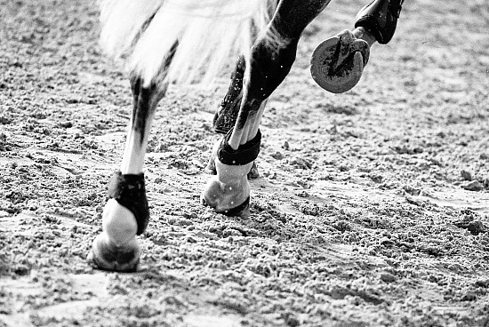 17-18-19-20 Septembre 2026 : Equi-Normandie, Haras du Loup, Canteleu - CSO Amateur, Pro & Préparatoire