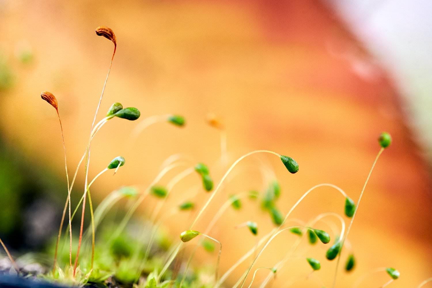 photo nature orange vert